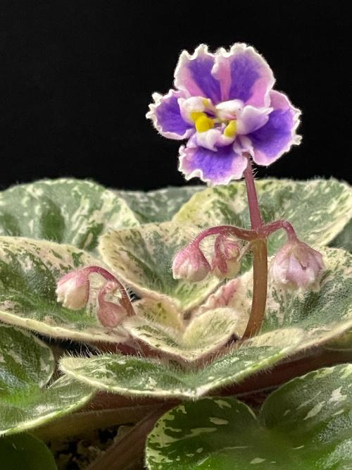 非洲堇春天怎么养，非洲堇好养活吗-第4张图片-优品飞百科