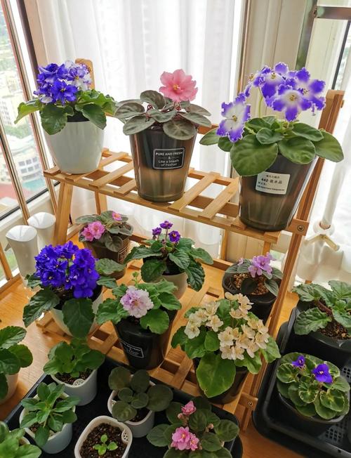 非洲堇春天怎么养，非洲堇好养活吗-第5张图片-优品飞百科