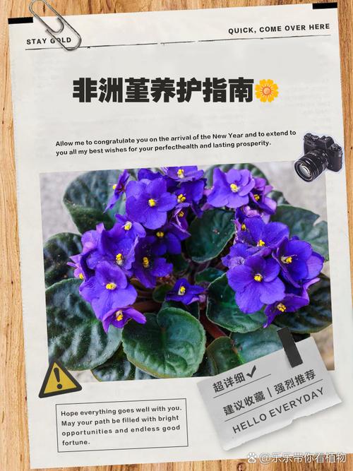 非洲堇春天怎么养，非洲堇好养活吗-第7张图片-优品飞百科