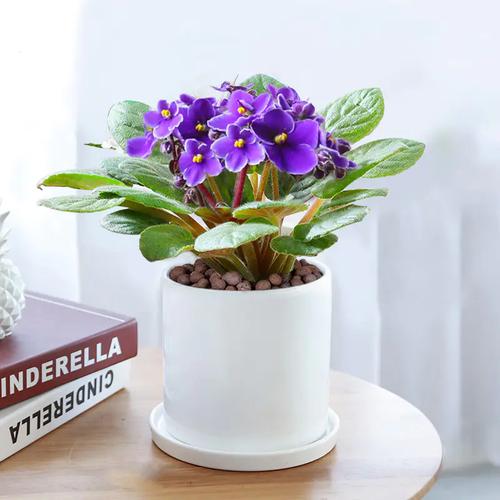 非洲堇春天怎么养，非洲堇好养活吗-第8张图片-优品飞百科