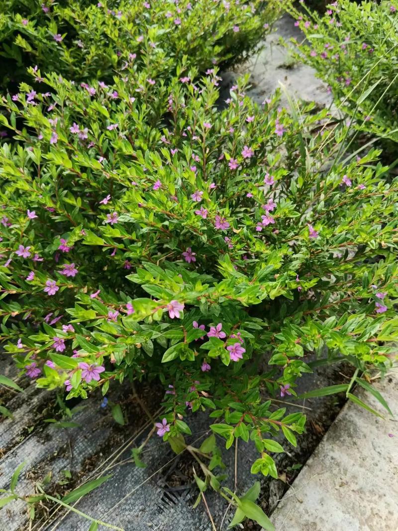 垂吊满天星的种植方法，垂吊花草？