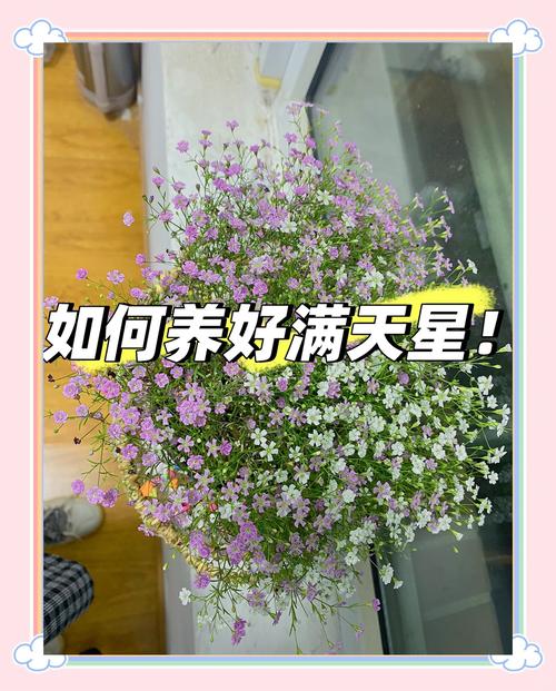垂吊满天星的种植方法，垂吊花草？-第3张图片-优品飞百科