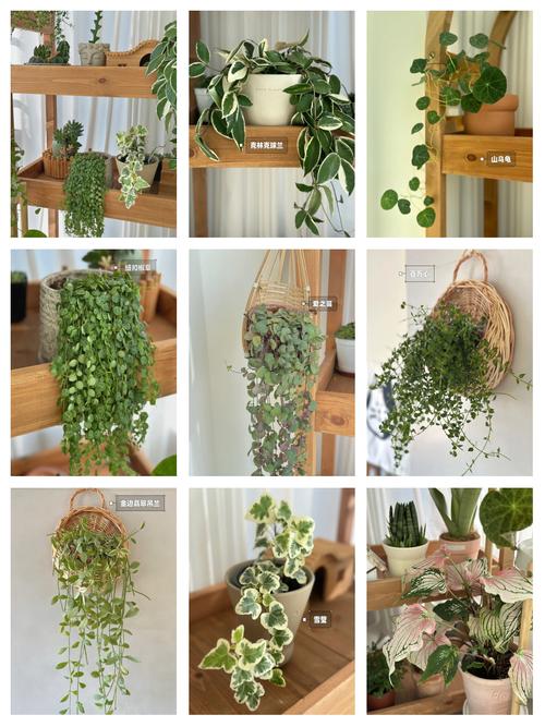 垂吊满天星的种植方法，垂吊花草？-第4张图片-优品飞百科