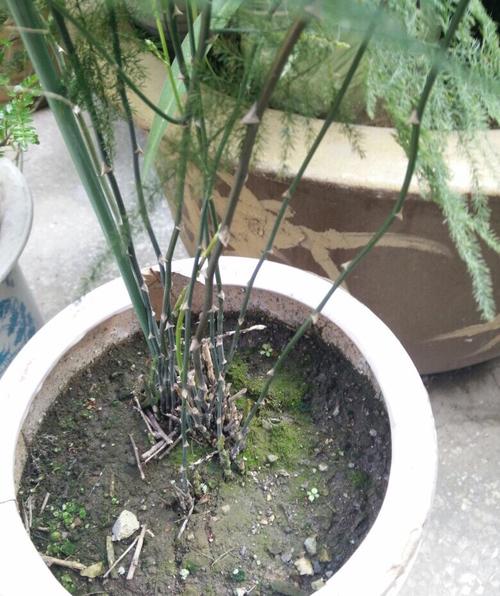 文竹长了一根很长的枝要怎么办，文竹长了一根很长的枝有刺