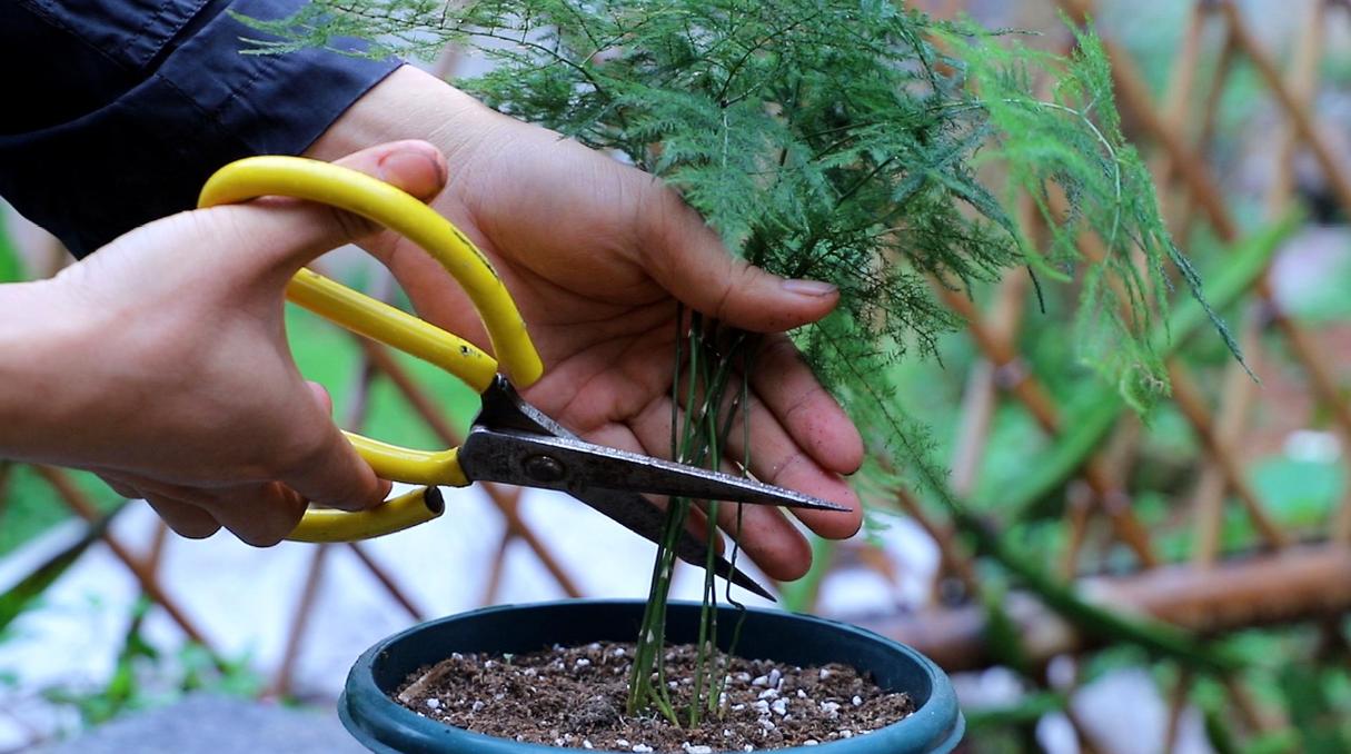 文竹长了一根很长的枝要怎么办，文竹长了一根很长的枝有刺-第2张图片-优品飞百科