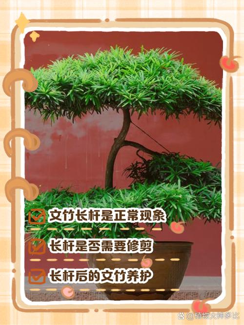 文竹长了一根很长的枝要怎么办，文竹长了一根很长的枝有刺-第3张图片-优品飞百科