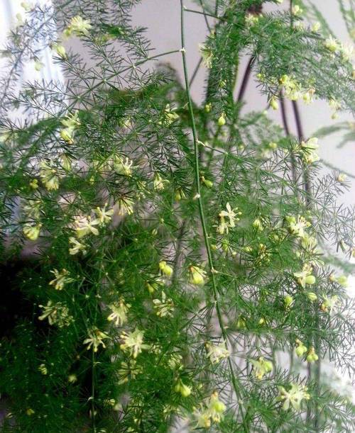 文竹长了一根很长的枝要怎么办，文竹长了一根很长的枝有刺-第5张图片-优品飞百科