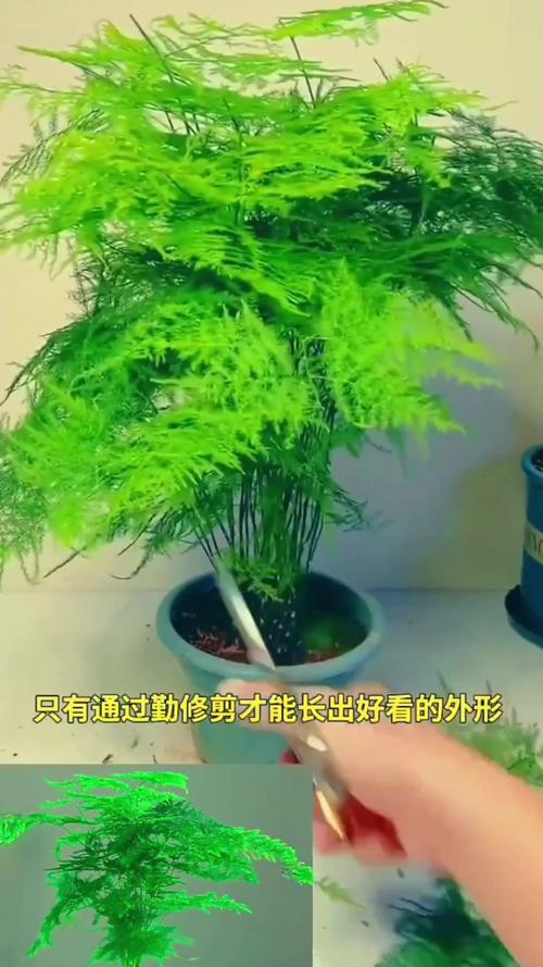 文竹长了一根很长的枝要怎么办，文竹长了一根很长的枝有刺-第6张图片-优品飞百科