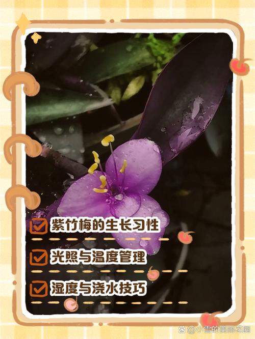 紫竹梅的扦插方法，紫竹梅扦插方法图解,扦插几天成活?