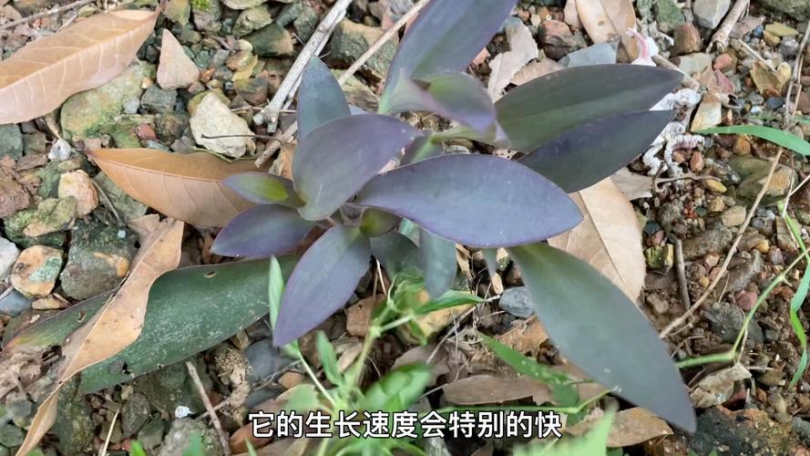 紫竹梅的扦插方法，紫竹梅扦插方法图解,扦插几天成活?-第2张图片-优品飞百科