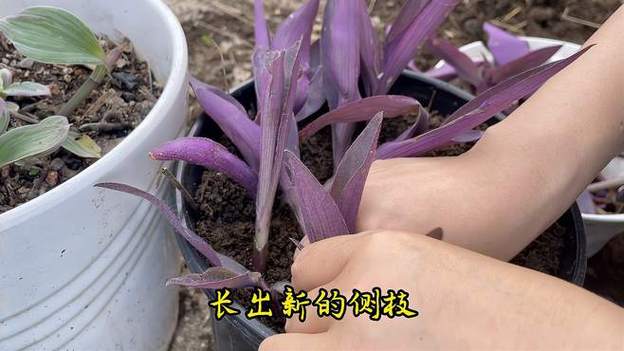 紫竹梅的扦插方法，紫竹梅扦插方法图解,扦插几天成活?-第3张图片-优品飞百科