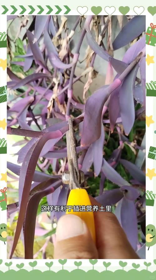 紫竹梅的扦插方法，紫竹梅扦插方法图解,扦插几天成活?-第4张图片-优品飞百科