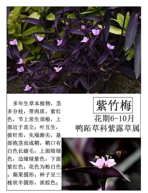 紫竹梅的扦插方法，紫竹梅扦插方法图解,扦插几天成活?-第5张图片-优品飞百科