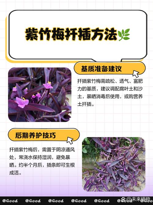 紫竹梅的扦插方法，紫竹梅扦插方法图解,扦插几天成活?-第6张图片-优品飞百科