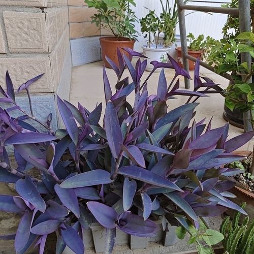 紫竹梅的扦插方法，紫竹梅扦插方法图解,扦插几天成活?-第7张图片-优品飞百科