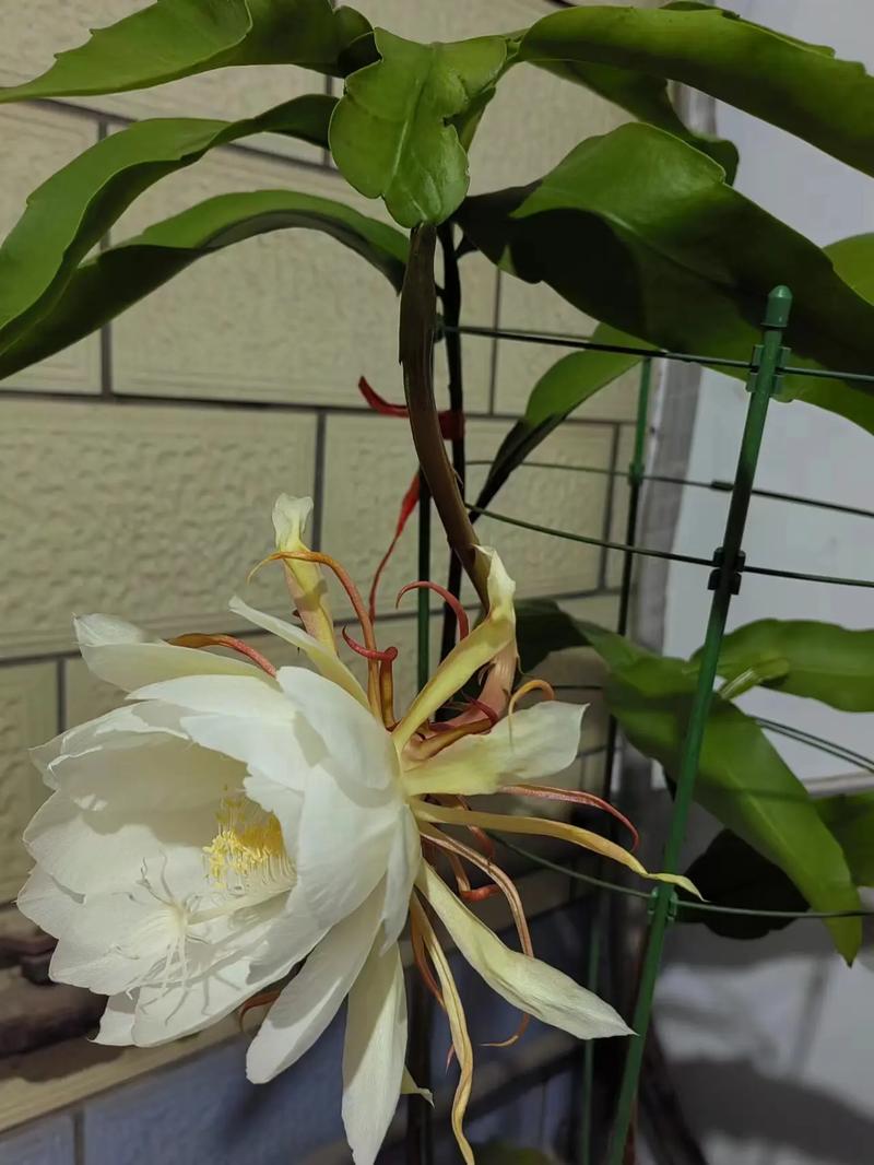 昙花几点开花时间，昙花一现几点开花