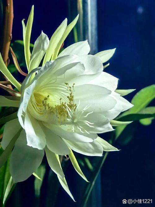 昙花几点开花时间，昙花一现几点开花-第2张图片-优品飞百科