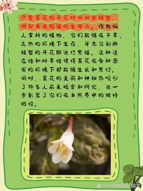 昙花几点开花时间，昙花一现几点开花-第3张图片-优品飞百科