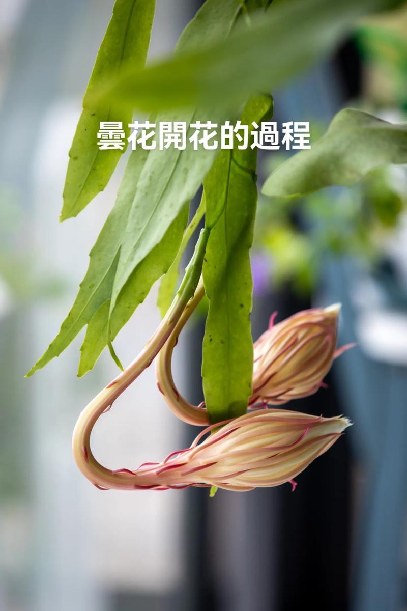 昙花几点开花时间，昙花一现几点开花-第4张图片-优品飞百科