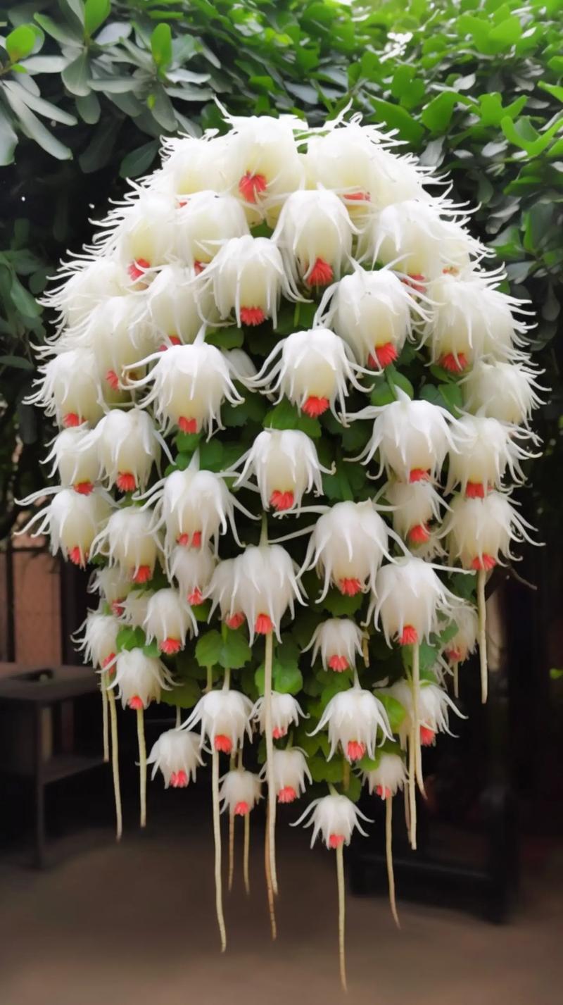 昙花几点开花时间，昙花一现几点开花-第5张图片-优品飞百科