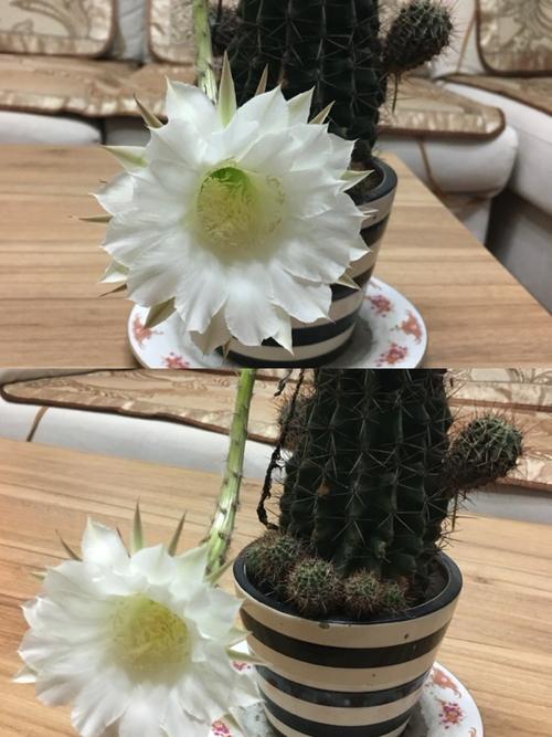 如何延长仙人球的花期？如何让仙人球长园？