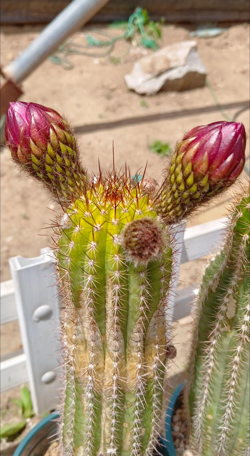 如何延长仙人球的花期？如何让仙人球长园？-第2张图片-优品飞百科