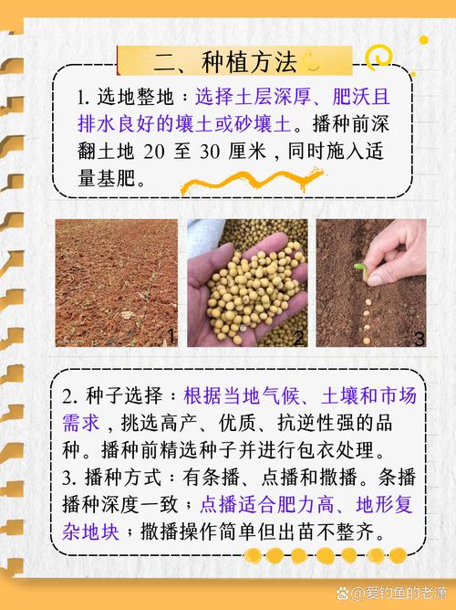 如何种植大豆？大豆怎么种植才能高产视频？