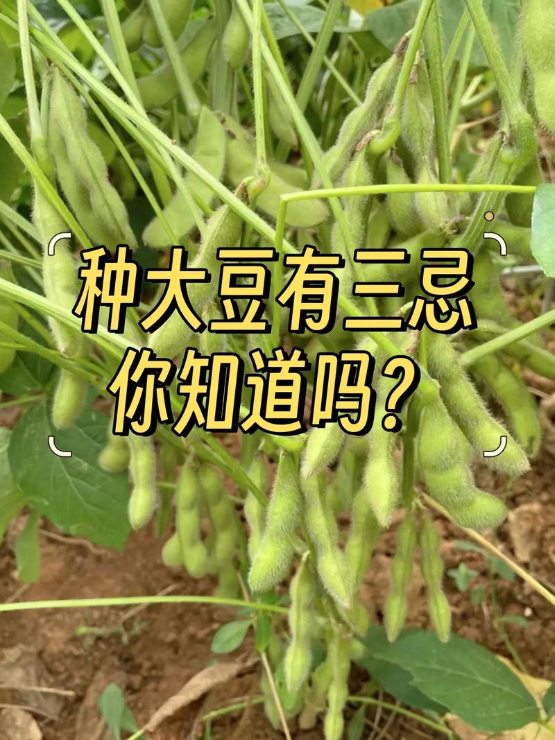 如何种植大豆?大豆怎么种植才能高产视频?-第2张图片-优品飞百科 如何种植大豆?大豆怎么种植才能高产视频?-第2张图片-优品飞百科
