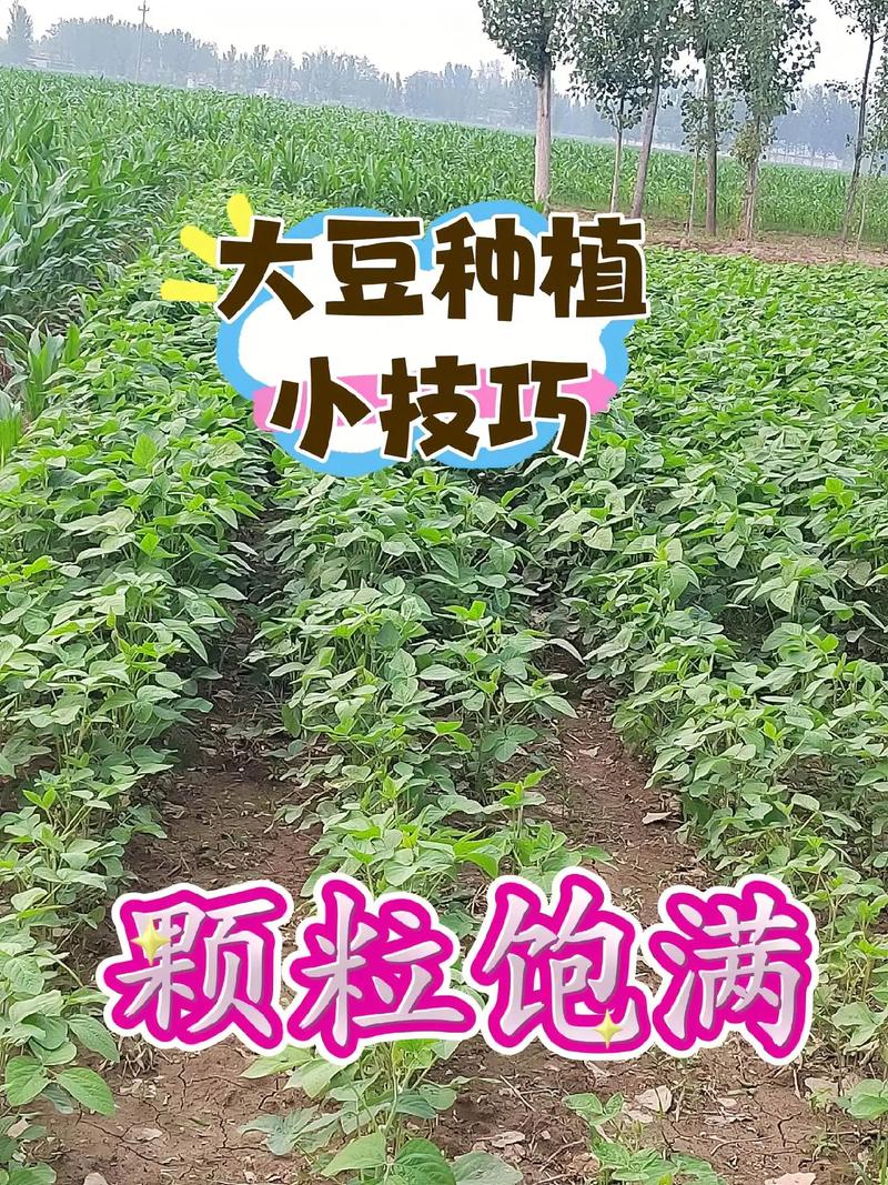 如何种植大豆?大豆怎么种植才能高产视频?-第3张图片-优品飞百科 如何种植大豆?大豆怎么种植才能高产视频?-第3张图片-优品飞百科