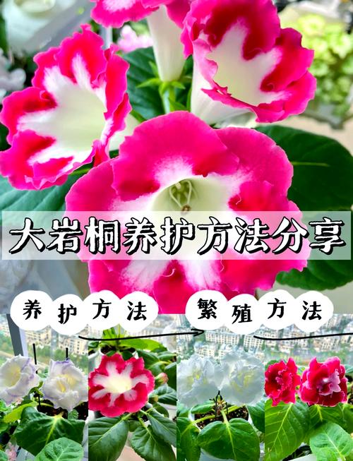 大岩桐怎么养长得旺盛，大岩桐如何养？