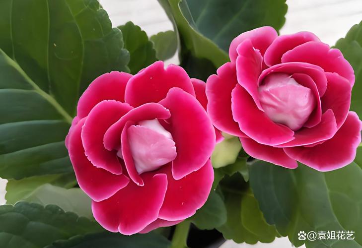 大岩桐怎么养长得旺盛，大岩桐如何养？-第2张图片-优品飞百科