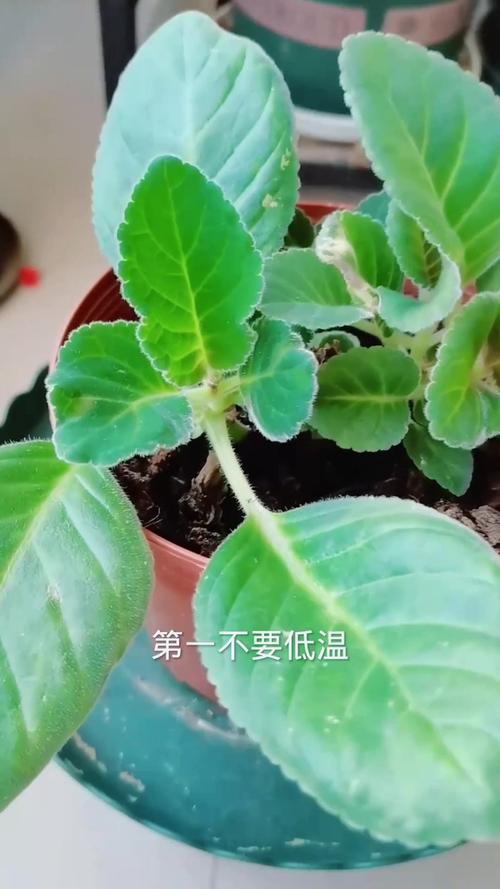 大岩桐怎么养长得旺盛，大岩桐如何养？-第3张图片-优品飞百科