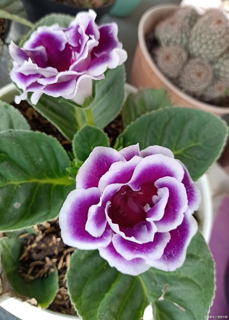 大岩桐怎么养长得旺盛，大岩桐如何养？-第4张图片-优品飞百科