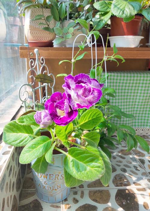 大岩桐怎么养长得旺盛，大岩桐如何养？-第5张图片-优品飞百科