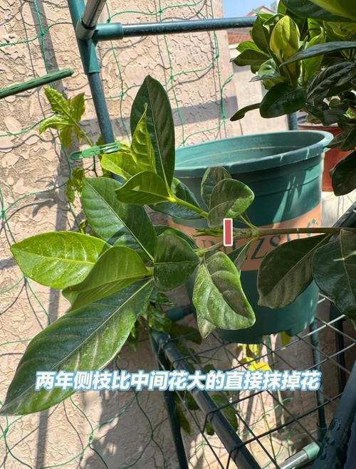 栀子花如何修剪枝叶，栀子花怎么修剪视频教程