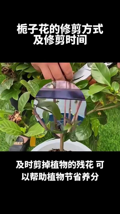 栀子花如何修剪枝叶，栀子花怎么修剪视频教程-第2张图片-优品飞百科