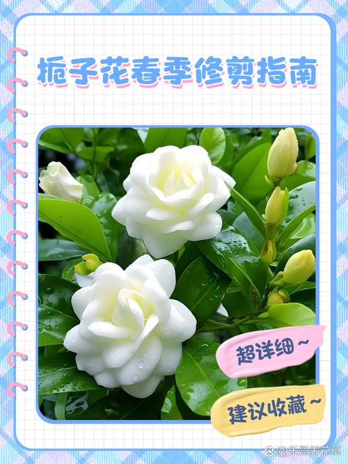 栀子花如何修剪枝叶，栀子花怎么修剪视频教程-第3张图片-优品飞百科