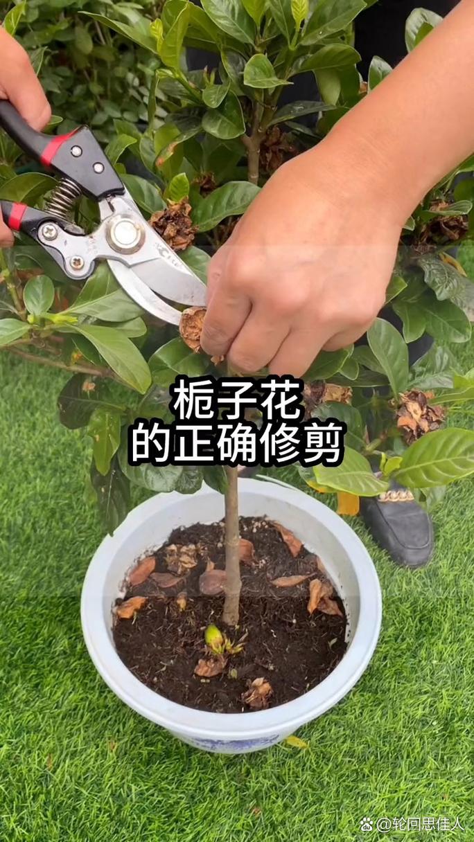 栀子花如何修剪枝叶，栀子花怎么修剪视频教程-第4张图片-优品飞百科