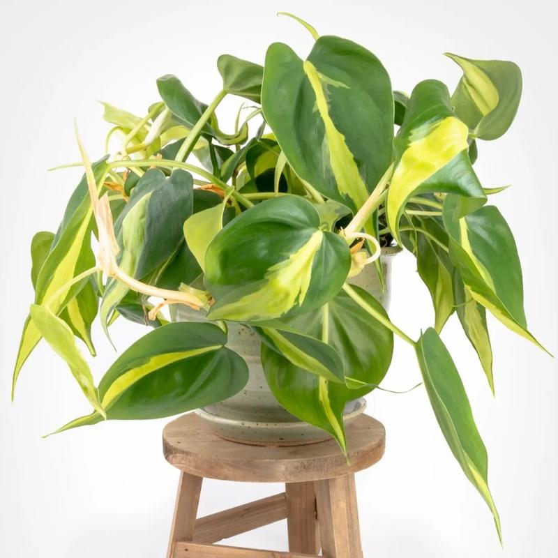 心叶藤怎么养？心叶藤植物？-第2张图片-优品飞百科