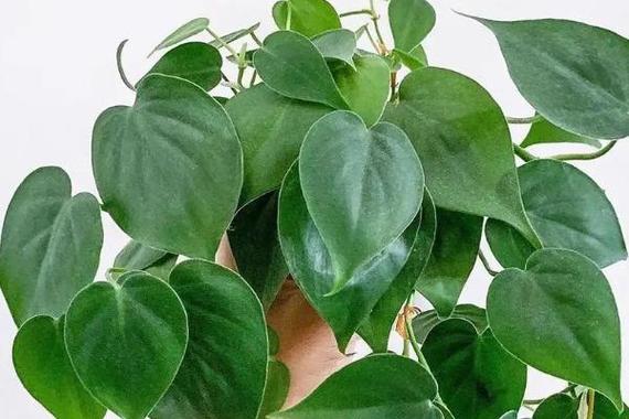 心叶藤怎么养？心叶藤植物？-第3张图片-优品飞百科