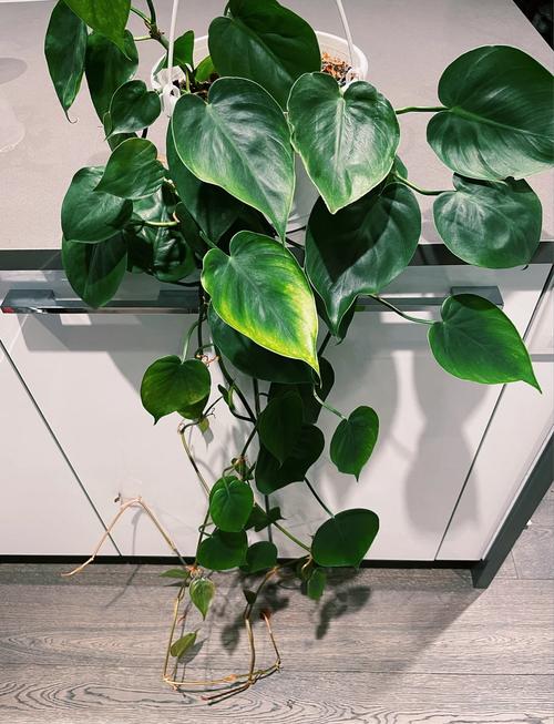 心叶藤怎么养？心叶藤植物？-第4张图片-优品飞百科