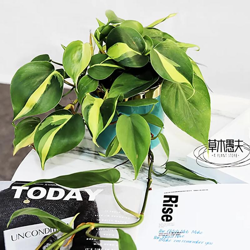 心叶藤怎么养？心叶藤植物？-第5张图片-优品飞百科