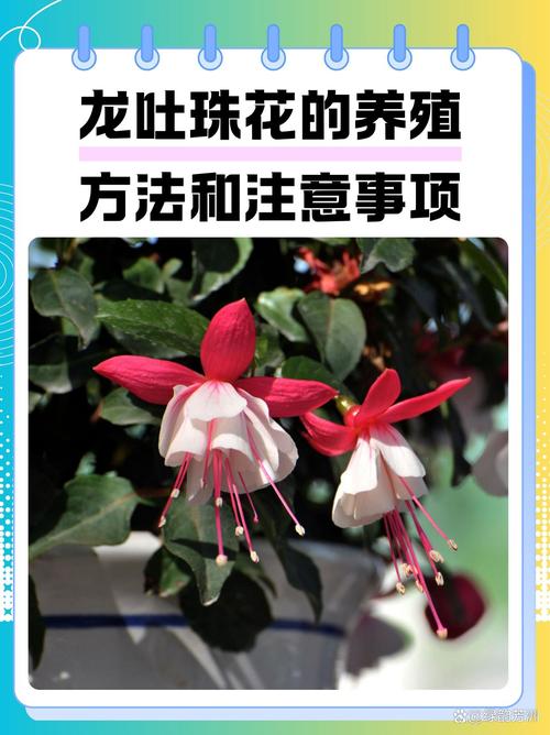 如何延长龙吐珠的花期，龙吐珠的花期有多长,如何管理?？