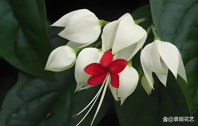 如何延长龙吐珠的花期,龙吐珠的花期有多长,如何管理??-第2张图片-优品飞百科 如何延长龙吐珠的花期,龙吐珠的花期有多长,如何管理??-第2张图片-优品飞百科