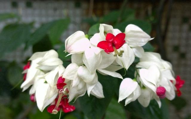 如何延长龙吐珠的花期,龙吐珠的花期有多长,如何管理??-第3张图片-优品飞百科 如何延长龙吐珠的花期,龙吐珠的花期有多长,如何管理??-第3张图片-优品飞百科