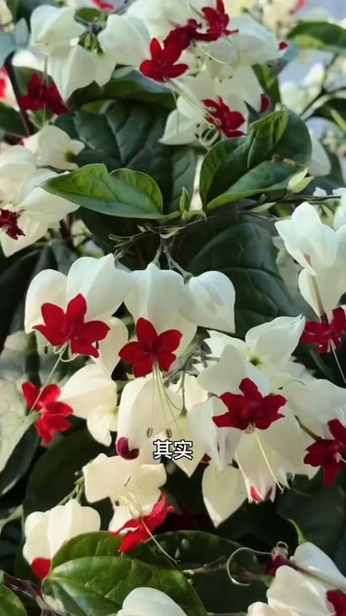 如何延长龙吐珠的花期,龙吐珠的花期有多长,如何管理??-第4张图片-优品飞百科 如何延长龙吐珠的花期,龙吐珠的花期有多长,如何管理??-第4张图片-优品飞百科