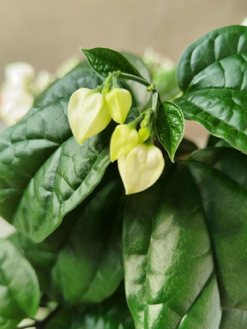 如何延长龙吐珠的花期,龙吐珠的花期有多长,如何管理??-第5张图片-优品飞百科 如何延长龙吐珠的花期,龙吐珠的花期有多长,如何管理??-第5张图片-优品飞百科