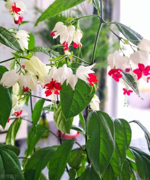 如何延长龙吐珠的花期,龙吐珠的花期有多长,如何管理??-第6张图片-优品飞百科 如何延长龙吐珠的花期,龙吐珠的花期有多长,如何管理??-第6张图片-优品飞百科