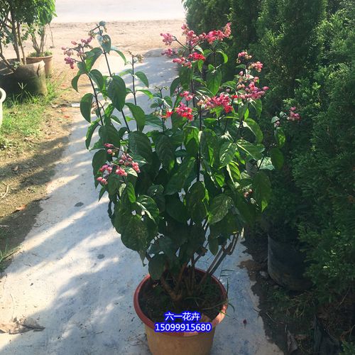 如何延长龙吐珠的花期,龙吐珠的花期有多长,如何管理??-第8张图片-优品飞百科 如何延长龙吐珠的花期,龙吐珠的花期有多长,如何管理??-第8张图片-优品飞百科