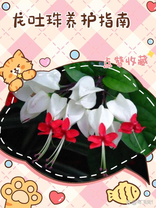 如何延长龙吐珠的花期,龙吐珠的花期有多长,如何管理??-第7张图片-优品飞百科 如何延长龙吐珠的花期,龙吐珠的花期有多长,如何管理??-第7张图片-优品飞百科